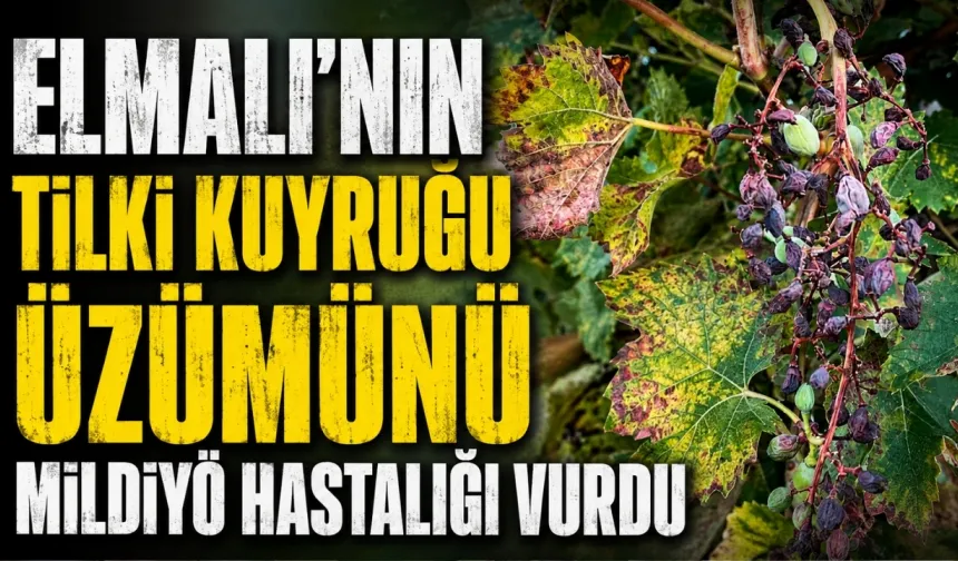 Elmalı’nın tilki kuyruğu üzümünü mildiyö hastalığı vurdu