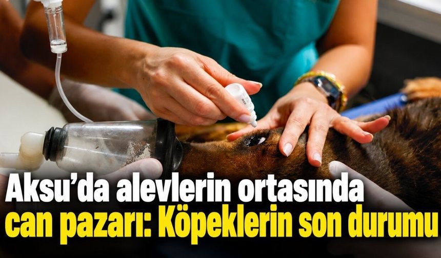 Aksu'da alevlerin ortasında can pazarı: Köpeklerin son durumu