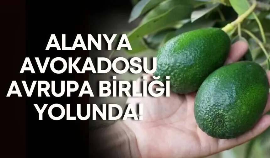 Alanya Avokadosu Avrupa Birliği yolunda!