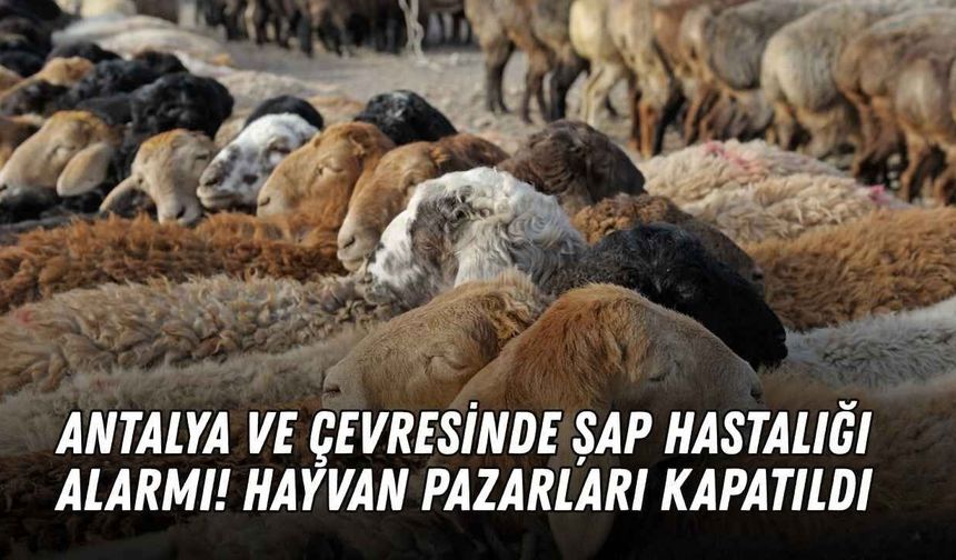 Antalya ve çevresinde şap hastalığı alarmı! Hayvan pazarları kapatıldı