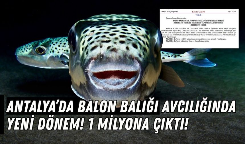 Antalya’da balon balığı avcılığında yeni dönem! 1 milyona çıktı!