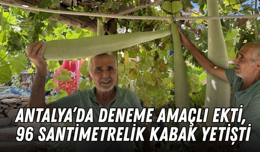 Antalya’da deneme amaçlı ekti, 96 santimetrelik kabak yetişti