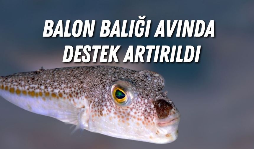 Balon balığı avına destek arttı: 2026’da hedef 1 milyon