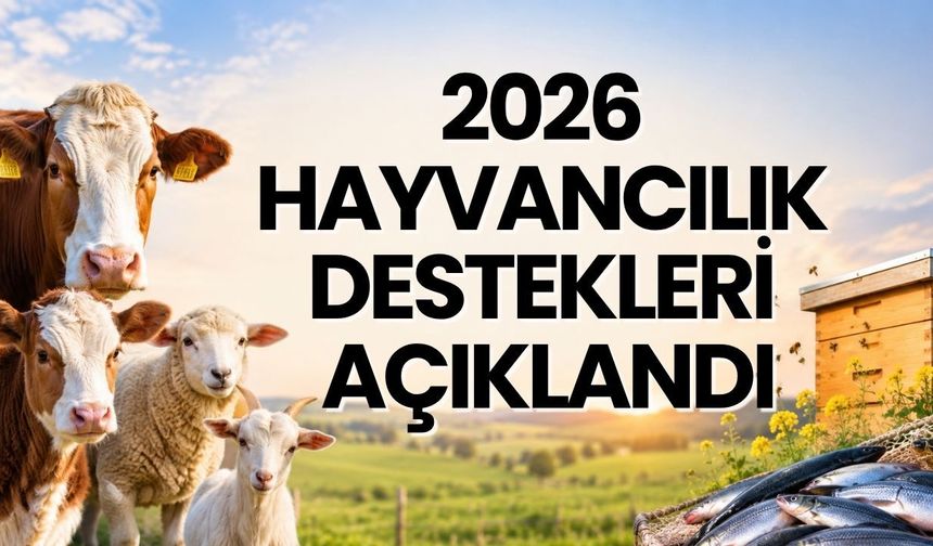 2026 hayvancılık destekleri açıklandı: Buzağıya 2 bin, malağa 4 bin TL