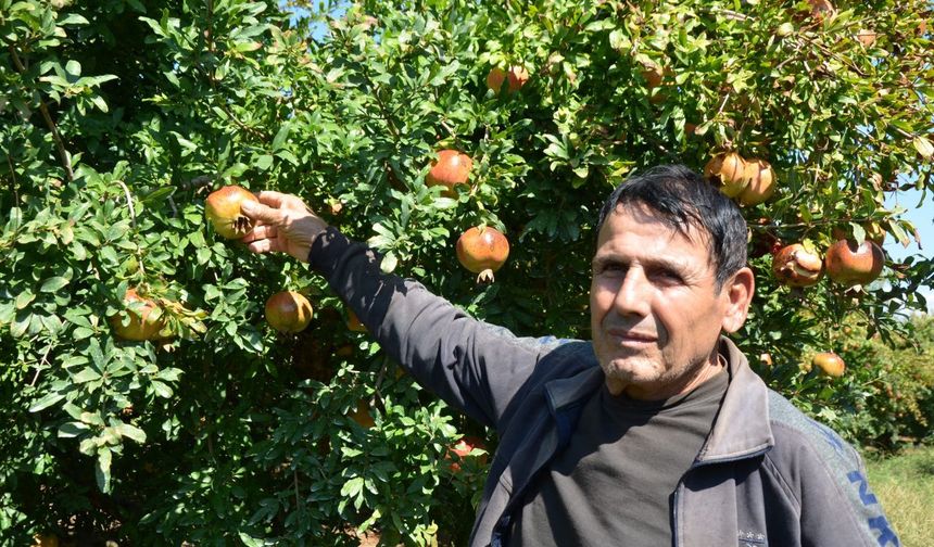 Serik’te nar hasadı başladı! Üretici 50 liranın altında fiyat istemiyor