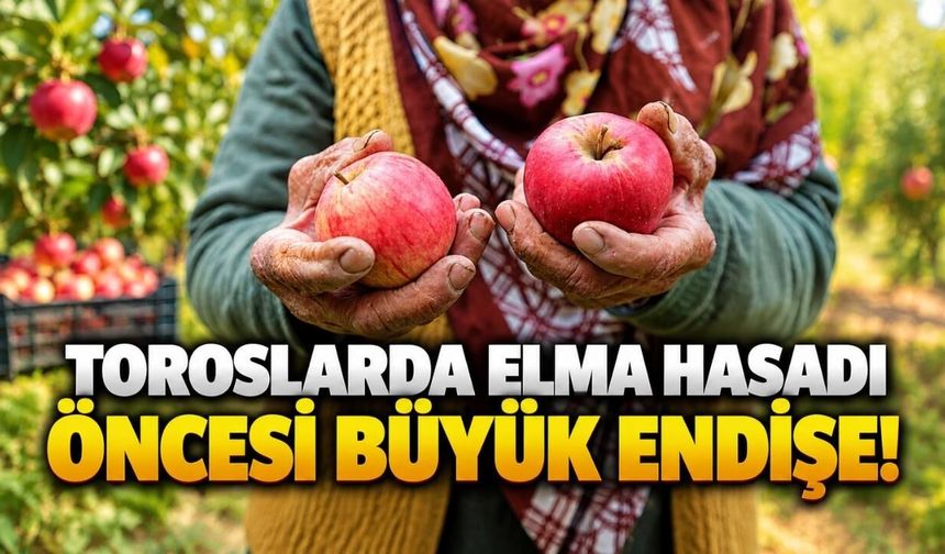 Toroslarda elma hasadı öncesi büyük endişe!