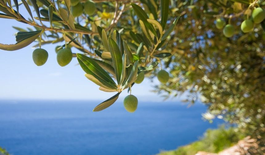 Zeytinyağı nasıl saklanır? Antalya Tarım ve Orman Müdürlüğü püf noktasını açıkladı