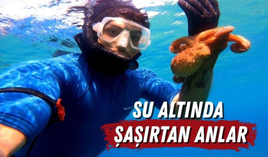 Antalya'da su altında şaşırtan anlar: Ahtapotlar dalgıca böyle yaklaştı