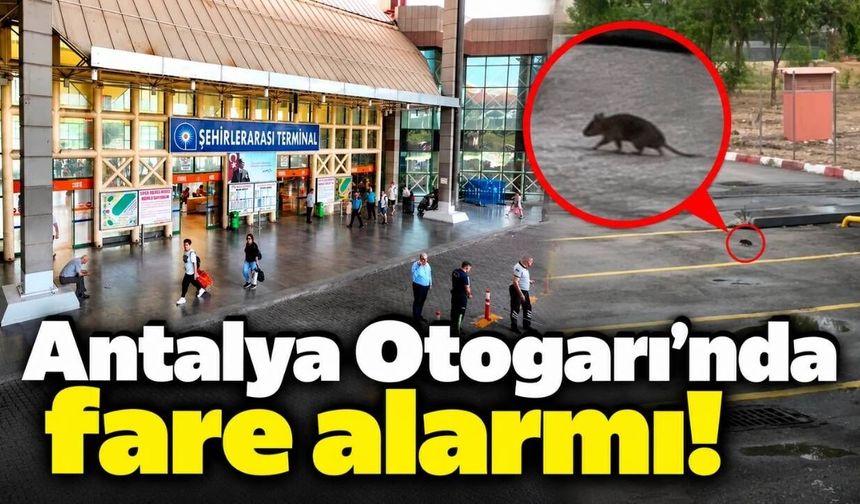 Antalya Otogarı’nda fare alarmı!