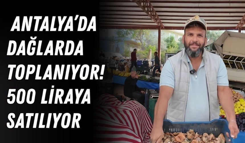 Antalya’da dağlarda toplanıyor! 500 liraya satılıyor