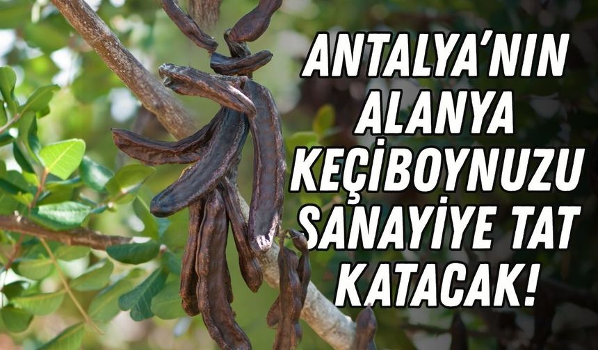Antalya’nın Alanya keçiboynuzu sanayiye tat katacak!