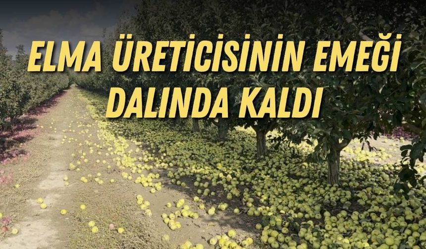 Elmalı’da elma üreticisinin emeği dalında kaldı