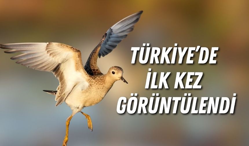 Kuzey Amerika’dan Antalya’ya geldi! Türkiye’de ilk kez görüntülendi