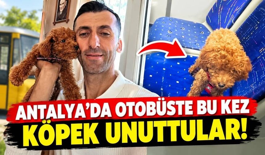 Antalya’da otobüste bu kez köpek unuttular! Şaşkına dönen şoför bakın ne yaptı