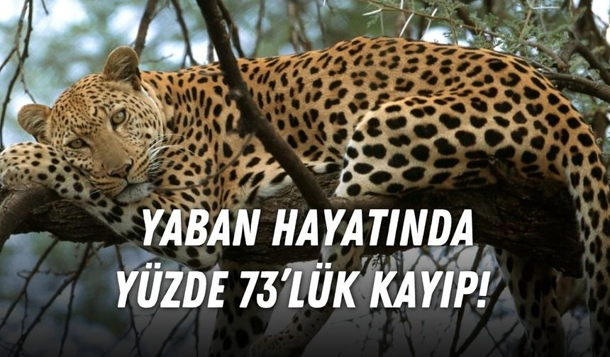 Dünya alarm veriyor: Yaban hayatında yüzde 73’lük kayıp