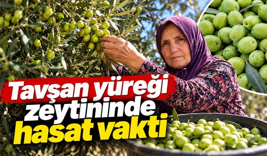 Tavşan yüreği zeytininde hasat vakti: Yüksek oleokantal dikkat çekti