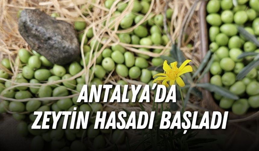 Antalya’da zeytin hasadı başladı: Hedef yüzde 40 artış